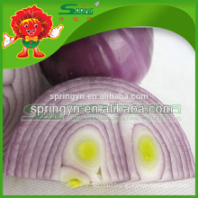 Best selling red onions Chinese onion exporter